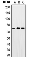PTGS1 / COX-1 Antibody - Western blot analysis of PGHS-1 expression in HeLa (A); Raw264.7 (B); rat kidney (C) whole cell lysates.