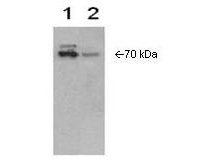 PTGS2 / COX2 / COX-2 Antibody - Anti-Cox2 Antibody - Western Blot. anti-Cox2 is shown to detect Cox-2 present in Cox-2 transfected Sf9 cell extract (lane 1) and IL-1beta induced WISH cell extract (lane 2). Detection occurs using a 1:10000 dilution of antibody followed by 1:10000 dilution of HRP Goat-a-Rabbit with visualization via ECL. Film exposure approximately 1. Other detection systems will yield similar results.