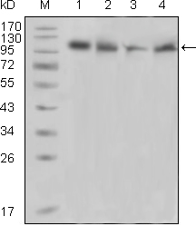 PTK2B / PYK2 Antibody - Western blot using PYK2 mouse monoclonal antibody against Raji (1), PMA induced THP-1 (2), Jurkat (3) and Ramos (4) cell lysate.