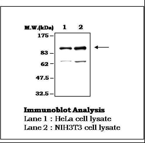 PTK2B / PYK2 Antibody