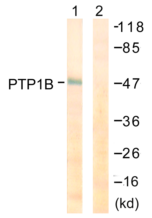 PTP1B Antibody - Western blot analysis of lysates from COS7 cells, treated with UV 30', using PTP1B Antibody. The lane on the right is blocked with the synthesized peptide.