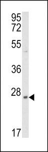 PTP4A3 Antibody - Western blot of PRL3 Antibody in mouse heart tissue lysates (35 ug/lane). PRL3 (arrow) was detected using the purified antibody.
