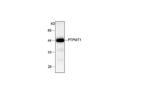 PTPMT1 Antibody