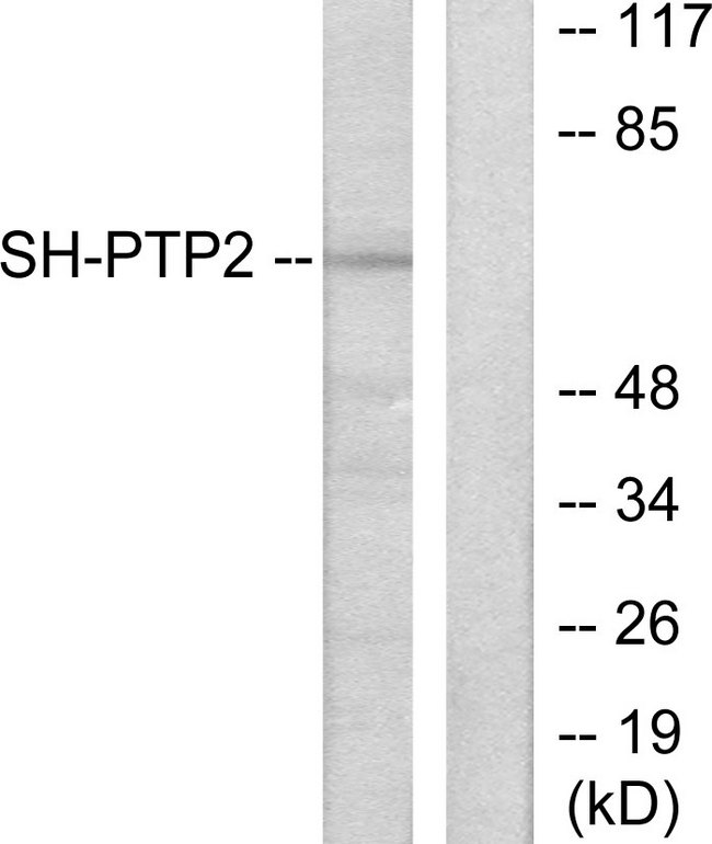 PTPN11 / SHP-2 / NS1 Antibody - Western blot analysis of lysates from COS7 cells, using SH-PTP2 Antibody. The lane on the right is blocked with the synthesized peptide.