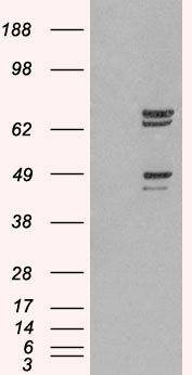 PTPN11 / SHP-2 / NS1 Antibody - PTPN11 / SHP-2 / NS1 antibody staining (2µg/ml) of Human Muscle lysate (RIPA buffer, 35µg total protein per lane). Detected by chemiluminescence.