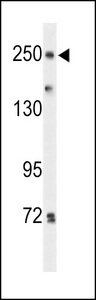 PTPRD / RPTP-Delta Antibody - Western blot of PTPRD Antibody in HeLa cell line lysates (35 ug/lane). PTPRD (arrow) was detected using the purified antibody.
