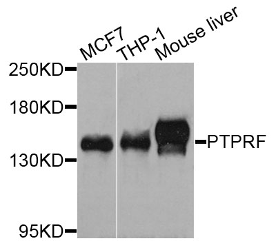 PTPRF Antibody - Western blot blot of extracts of various cells, using PTPRF antibody.