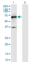 PTPRN / IA-2 Antibody - Western blot of PTPRN expression in transfected 293T cell line by PTPRN monoclonal antibody, clone 8E3.