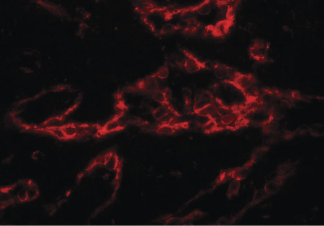 PTRF / CAVIN Antibody - Immunofluorescence of PTRF in human spleen tissue with PTRF antibody at 20 ug/ml.