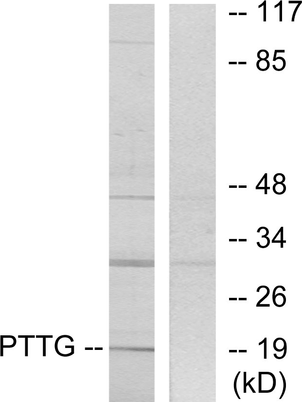 PTTG1IP / PBF Antibody - Western blot analysis of lysates from RAW264.7 cells, using PTTG Antibody. The lane on the right is blocked with the synthesized peptide.