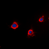 PTTG1IP / PBF Antibody - Immunofluorescent analysis of PTTG1IP staining in A549 cells. Formalin-fixed cells were permeabilized with 0.1% Triton X-100 in TBS for 5-10 minutes and blocked with 3% BSA-PBS for 30 minutes at room temperature. Cells were probed with the primary antibody in 3% BSA-PBS and incubated overnight at 4 deg C in a humidified chamber. Cells were washed with PBST and incubated with a DyLight 594-conjugated secondary antibody (red) in PBS at room temperature in the dark. DAPI was used to stain the cell nuclei (blue).