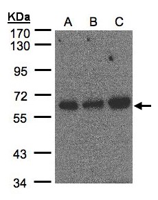 PUF60 Antibody - Sample (30 ug of whole cell lysate). A: Hep G2, B: MOLT4, C: Raji . 7.5% SDS PAGE. PUF60 antibody diluted at 1:500