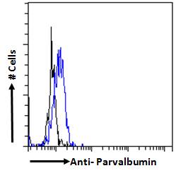 PVALB / Parvalbumin Antibody - PVALB / Parvalbumin antibody flow cytometric analysis of paraformaldehyde fixed Kelly cells (blue line), permeabilized with 0.5% Triton. Primary incubation 1hr (10ug/ml) followed by Alexa Fluor 488 secondary antibody (2ug/ml). IgG control: Unimmunized goat IgG (black line) followed by Alexa Fluor 488 secondary antibody.