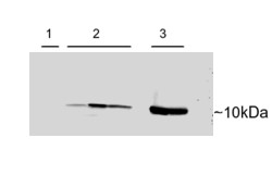 PVALB / Parvalbumin Antibody - PVALB / Parvalbumin antibody (0.15µg/ml) staining of adenovirus-mediated gene transfer in Rat Heart cells 1) Untransfected, 2) transient transfection with Human PVALB. 3) Untransfected Rat Skeletal Muscle. Detected by chemiluminescence.