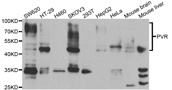 PVR / CD155 Antibody - Western blot analysis of extracts of various cell lines, using PVR antibody.