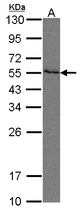 PVRL2 / CD112 Antibody - Sample (30 ug of whole cell lysate). A:293T. 10% SDS PAGE. PVRL2 / CD112 antibody diluted at 1:500