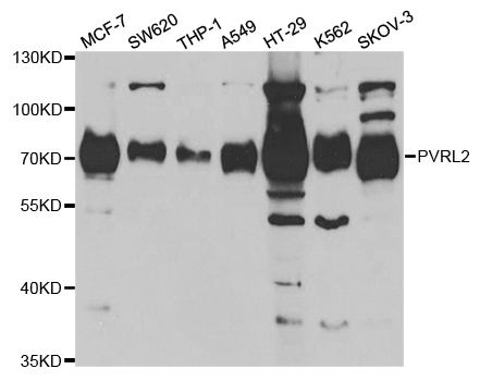PVRL2 / CD112 Antibody - Western blot analysis of extracts of various cell lines.