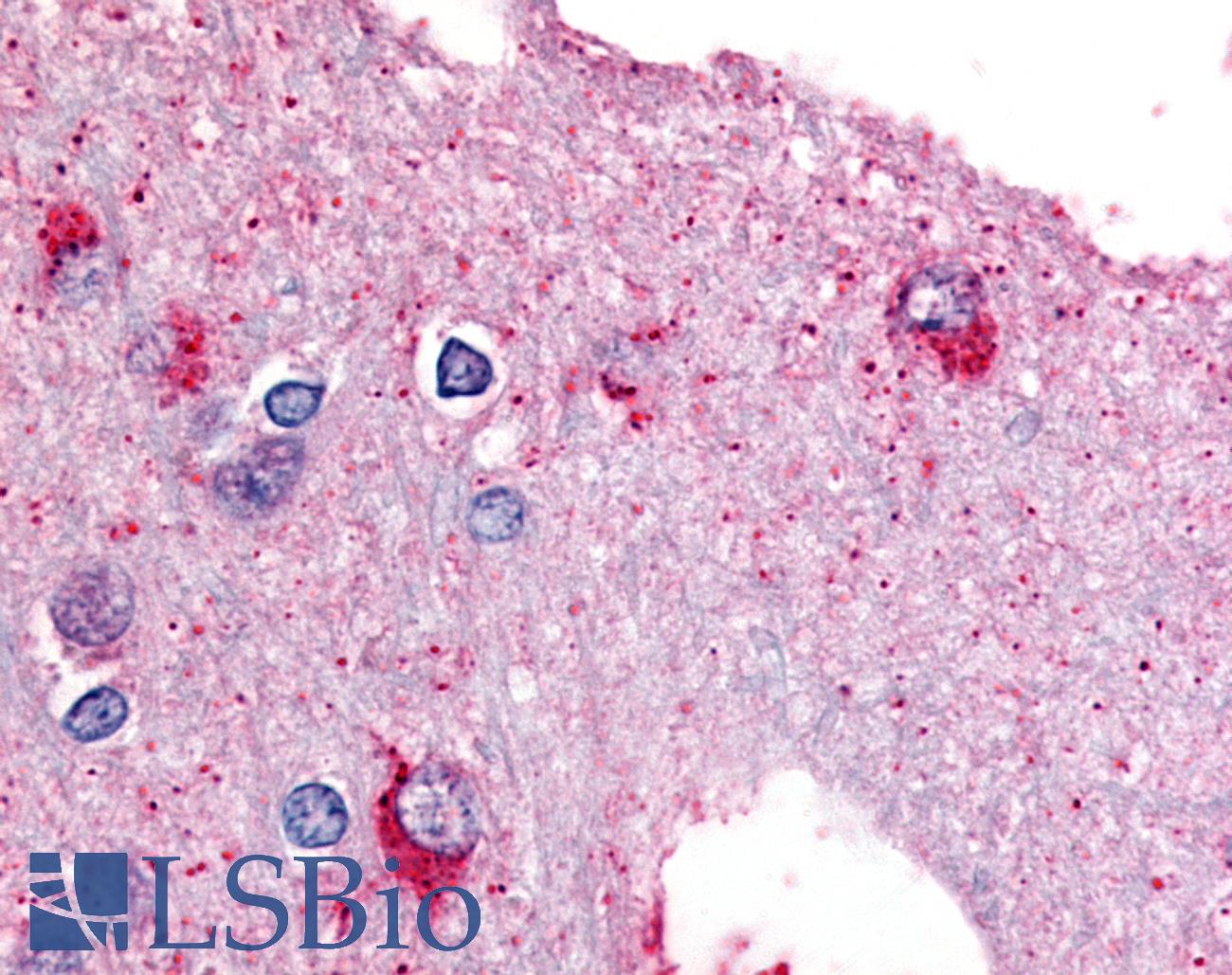 PYG Antibody - Anti-PYGB antibody IHC of human brain. Immunohistochemistry of formalin-fixed, paraffin-embedded tissue after heat-induced antigen retrieval.