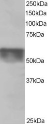 QIP1 / KPNA4 Antibody - Antibody staining (0.5 ug/ml) of Human Testis lysate (RIPA buffer, 35 ug total protein per lane). Primary incubated for 1 hour. Detected by Western blot of chemiluminescence.