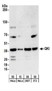 QKI Antibody - Detection of Human and Mouse QKI by Western Blot. Samples: Whole cell lysate from HeLa (15 and 50 ug), 293T (50 ug), and mouse NIH3T3 (50 ug) cells. Antibodies: Affinity purified rabbit anti-QKI antibody used for WB at 0.04 ug/ml. Detection: Chemiluminescence with an exposure time of 3 minutes.