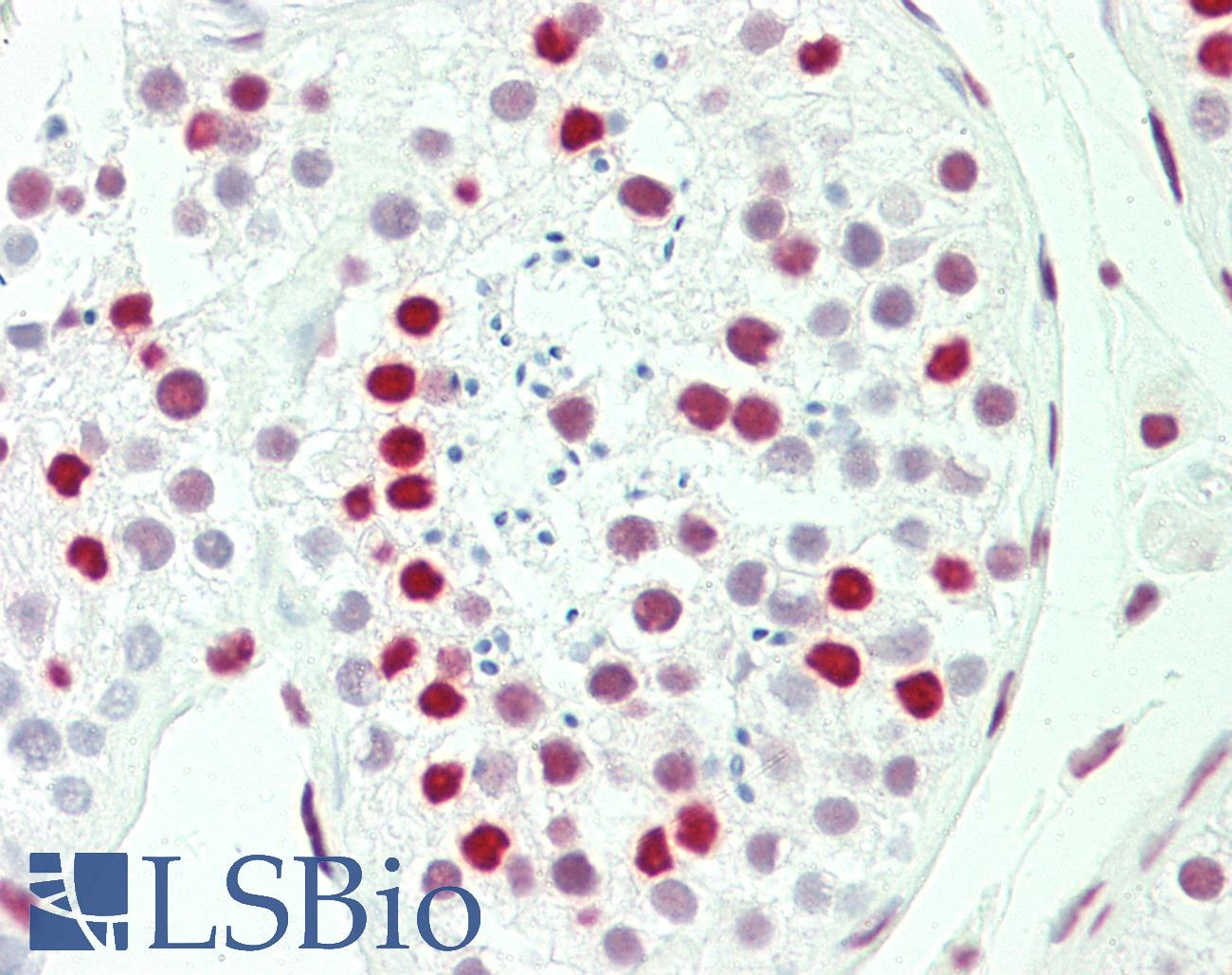 QKI Antibody - Anti-QKI antibody IHC staining of human testis. Immunohistochemistry of formalin-fixed, paraffin-embedded tissue after heat-induced antigen retrieval. Antibody concentration 5 ug/ml.