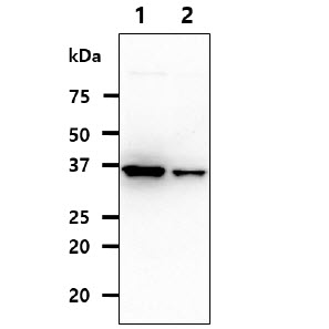 QPRT Antibody - The cell lysates (40ug) were resolved by SDS-PAGE, transferred to PVDF membrane and probed with anti-human QPRT antibody (1:1000). Proteins were visualized using a goat anti-mouse secondary antibody conjugated to HRP and an ECL detection system. Lane 1 : HepG2 cell lysate Lane 2 : K562 cell lysate