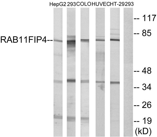 RAB11FIP4 / RAB11-FIP4 Antibody - Western blot analysis of lysates from 293, COLO, HUVEC, HepG2, and HT-29 cells, using RAB11FIP4 Antibody. The lane on the right is blocked with the synthesized peptide.