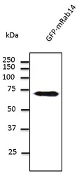 RAB14 Antibody - Western blot. Anti-Rab14 antibody at 1:500 dilution. Lysates at 50 ug per lane. Rabbit polyclonal to goat IgG (HRP) at 1:10000 dilution.