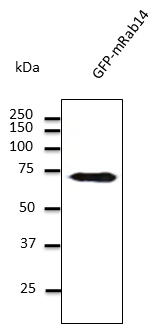 RAB14 Antibody - Anti-Rabl4 Ab at 1:500 dilution; lysates at 50 ug per lane; rabbit polyclonal to goat IgG (HRP) at 1:10,000 dilution;