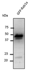 RAB1A Antibody - Western blot. Anti-Rab1 antibody at 1:1000 dilution. 293HEK transfected lysate at 50 ug per lane. Rabbit polyclonal to goat IgG (HRP) at 1:10000 dilution.