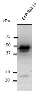 RAB1A Antibody - Anti-Rab1 Ab at 1:1,000 dilution; 293HEK transfected lysate at 50 ug per lane; Rabbit polyclonal to goat IgG (HRP) at 1:10,000 dilution.
