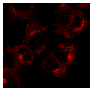RAB1A Antibody - Immunofluorescence - anti-Rab1 Ab in COS-7 cells at 1:50 dilution; cells were fixed with 4% of PFA;