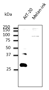 RAB27B Antibody - Anti-Rab27b Ab at 1:500 dilution; lysates at 100 ug per lane; rabbit polyclonal to goat IgG (HRP) at 1:10,000 dilution;
