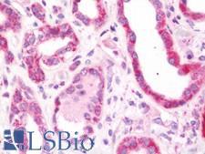 RAB2A / RAB2 Antibody - Anti-RAB2A / RAB2 antibody IHC staining of human kidney. Immunohistochemistry of formalin-fixed, paraffin-embedded tissue after heat-induced antigen retrieval. Antibody concentration 7.5 ug/ml.