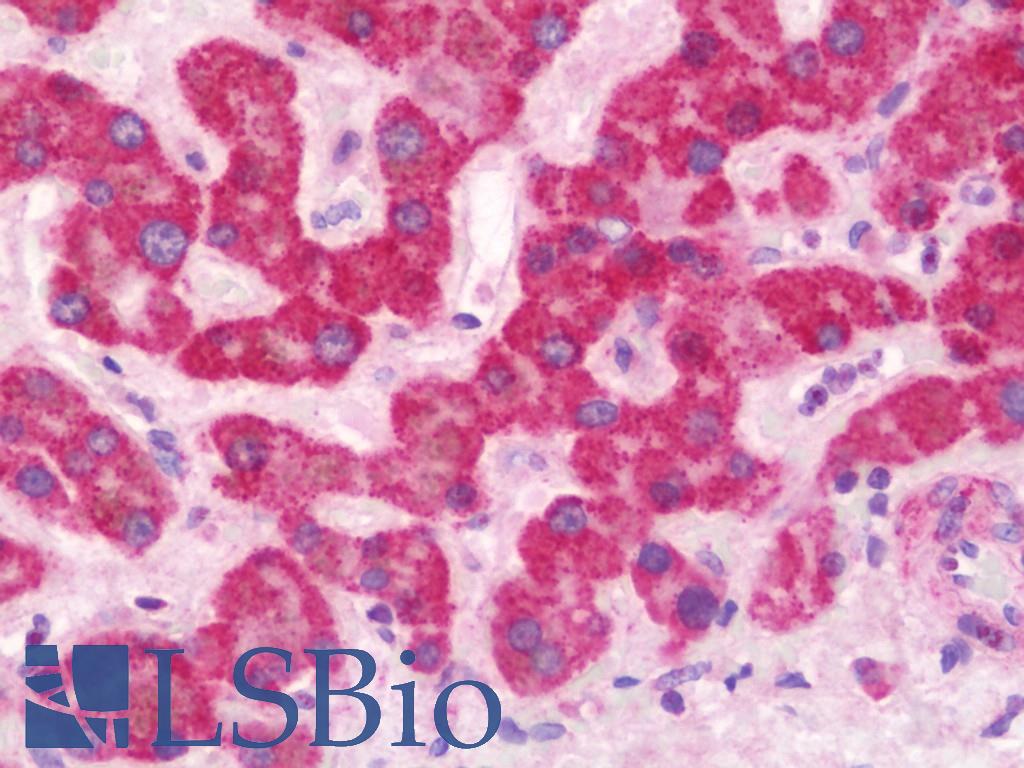 RAB2A / RAB2 Antibody - Anti-RAB2A / RAB2 antibody IHC staining of human liver. Immunohistochemistry of formalin-fixed, paraffin-embedded tissue after heat-induced antigen retrieval.