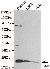 RAB2A / RAB2 Antibody - Western blot detection of Rab2 in HeLa, Ramos and K562 cell lysates and using Rab2 mouse monoclonal antibody (1:800 dilution). Predicted band size: 24KDa. Observed band size: 24KDa.