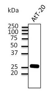 Rab3 Antibody - Western blot. Anti-Rab3 antibody at 1:500 dilution. AtT-20 cell line lysates at 100 ug per lane. Rabbit polyclonal to goat IgG (HRP) at 1:10000 dilution.