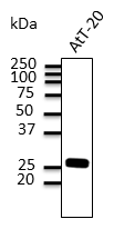 Rab3 Antibody - Anti-Rab3 Ab at 1:500 dilution; AtT-20 cell line lysates at 100 ug per lane; rabbit polyclonal to goat IgG (HRP) at 1:10,000 dilution;