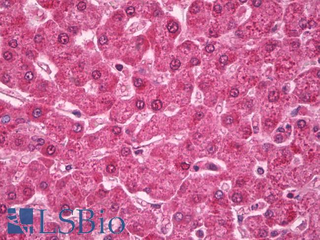 RAB4A / RAB4 Antibody - Anti-Ras-related protein Rab-4 (RAB4) antibody IHC of human liver. Immunohistochemistry of formalin-fixed, paraffin-embedded tissue after heat-induced antigen retrieval. Antibody dilution 1:200.