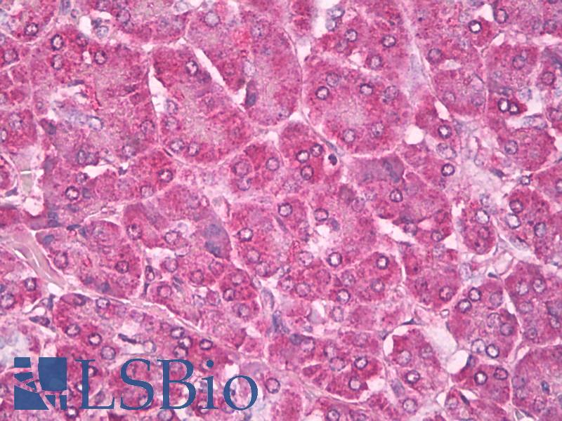RAB4A / RAB4 Antibody - Anti-Ras-related protein Rab-4 (RAB4) antibody IHC of human pancreas. Immunohistochemistry of formalin-fixed, paraffin-embedded tissue after heat-induced antigen retrieval. Antibody dilution 1:200.