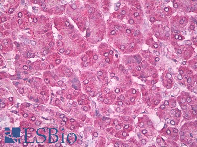 RAB4A / RAB4 Antibody - Anti-Ras-related protein Rab-4 (RAB4) antibody IHC of human pancreas. Immunohistochemistry of formalin-fixed, paraffin-embedded tissue after heat-induced antigen retrieval. Antibody dilution 1:200.