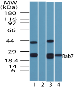 RAB7A / RAB7 Antibody - Western blot of human Rab7 in HeLa cell lysate in the 1) absence and 2) presence of immunizing peptide 3) 3T3 and 4) RAW using antibody at 0.25 ug/ml.