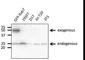 RAB7A / RAB7 Antibody - Western blot of anti-Rab7a Antibody at 1:500 dilution. 293 cells transfected with GFP-Rab7a, 293FT, D17, At-T20 and 3T3. Lysates at 100 ug per lane. Rabbit polyclonal to goat IgG (HRP) at 1:10000 dilution.