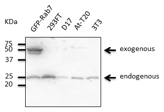 RAB7A / RAB7 Antibody - Anti-Rab7a Ab at 1:500 dilution; 293 cells transfected with GFP-Rab7a, 293FT, D17, At-T20 and 313; lysates at 100 ug per lane; rabbit polyclonal to goat IgG (HRP) at 1:10,000 dilution;