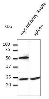 RAB8A / RAB8 Antibody - Anti-Rab8 Ab at 1:500 dilution; lysates at 50 ug per lane; rabbit polyclonal to goat IgG (HRP) at 1:10,000 dilution;