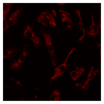 RAB8A / RAB8 Antibody - Immunofluorescence - anti-Rab8 Ab at 1:100 dilution using primary macrophages; cells were fixed with 4% of PFA;