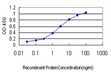 RAB8A / RAB8 Antibody - Detection limit for recombinant GST tagged RAB8A is approximately 0.1 ng/ml as a capture antibody.