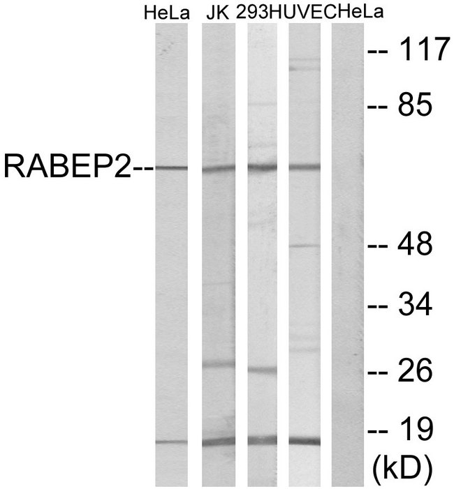 RABEP2 Antibody - Western blot analysis of lysates from HeLa, Jurkat, 293, and HUVEC cells, using RABEP2 Antibody. The lane on the right is blocked with the synthesized peptide.