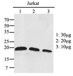 RAC2 Antibody - Western Blot: The extracts of Jurkat were resolved by SDS-PAGE, transferred to PVDF membrane and probed with anti-human RAC1/RAC2 antibody (1:1000). Proteins were visualized using a goat anti-mouse secondary antibody conjugated to HRP and an ECL detection system.