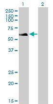 RAD18 Antibody - Western blot of RAD18 expression in transfected 293T cell line by RAD18 monoclonal antibody (M01), clone 3H7.